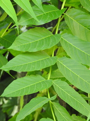 Ailanthus altissima