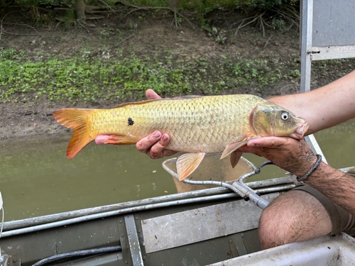 Common × Amur Carp