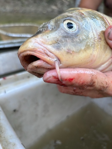 Common × Amur Carp