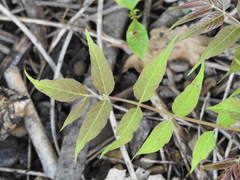 Ailanthus altissima