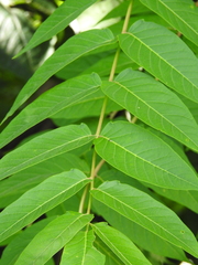 Ailanthus altissima