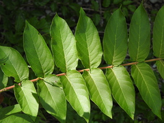 Ailanthus altissima