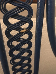 Miridius quadrivirgatus