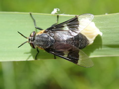 Chrysops cincticornis