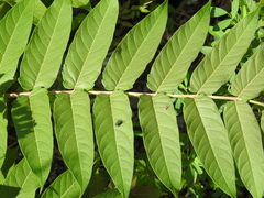 Ailanthus altissima