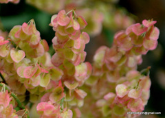 Rumex hastatus
