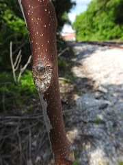 Ailanthus altissima