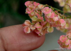 Rumex hastatus