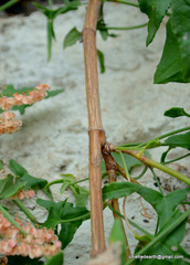 Rumex hastatus