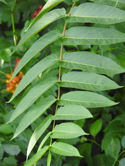 Ailanthus altissima