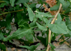 Rumex hastatus
