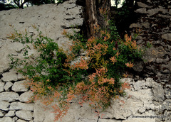 Rumex hastatus