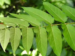 Ailanthus altissima