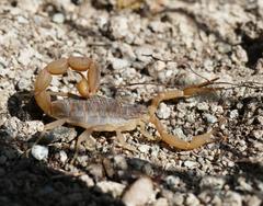 Aegaeobuthus cyprius