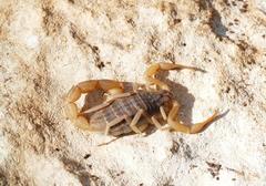 Aegaeobuthus cyprius