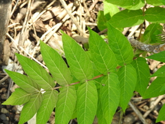 Ailanthus altissima