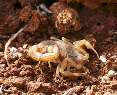 Aegaeobuthus cyprius