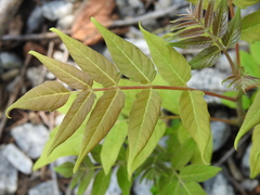 Ailanthus altissima