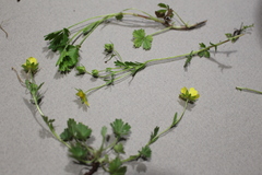 Potentilla verna