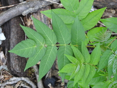 Ailanthus altissima
