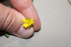 Potentilla verna