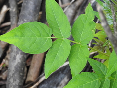 Ailanthus altissima