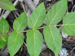 Ailanthus altissima