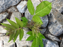 Ailanthus altissima