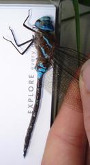 Rhionaeschna jalapensis