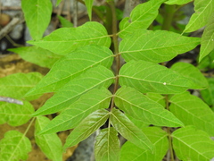 Ailanthus altissima