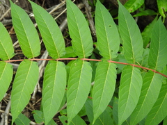 Ailanthus altissima