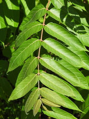 Ailanthus altissima