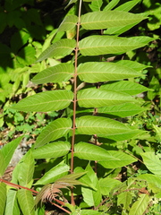 Ailanthus altissima