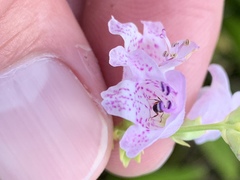 Physostegia intermedia