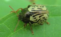 Calligrapha philadelphica