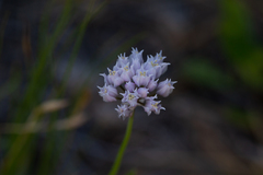 Amerallium