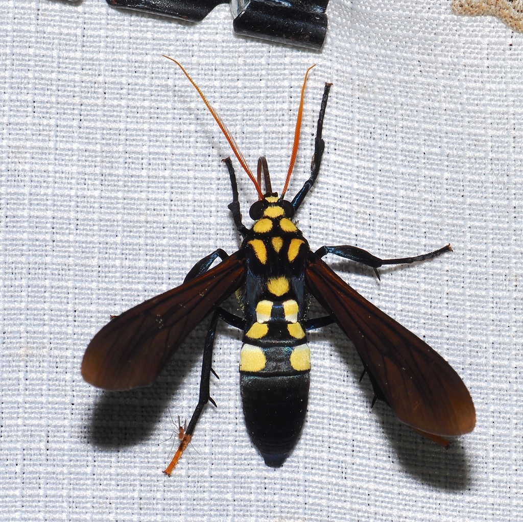 Orcynia calcarata
