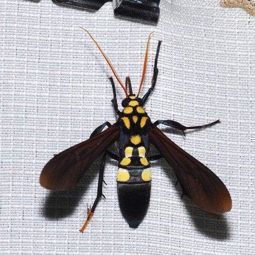 Orcynia calcarata