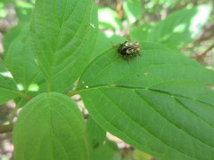 Calligrapha philadelphica