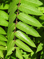 Ailanthus altissima