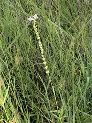 Physostegia intermedia