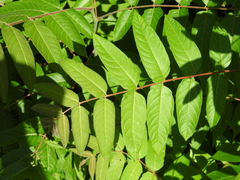 Ailanthus altissima