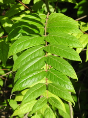 Ailanthus altissima