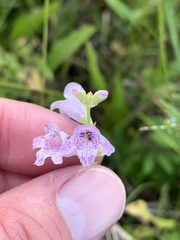 Physostegia intermedia