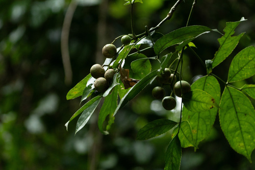 Dalrympelea pomifera observed 2024-08-03