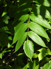 Ailanthus altissima