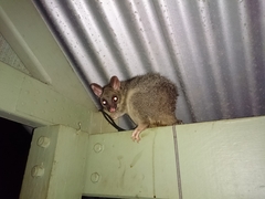 Trichosurus vulpecula arnhemensis