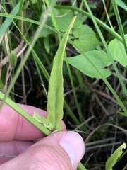 Physostegia intermedia