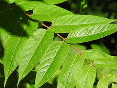 Ailanthus altissima