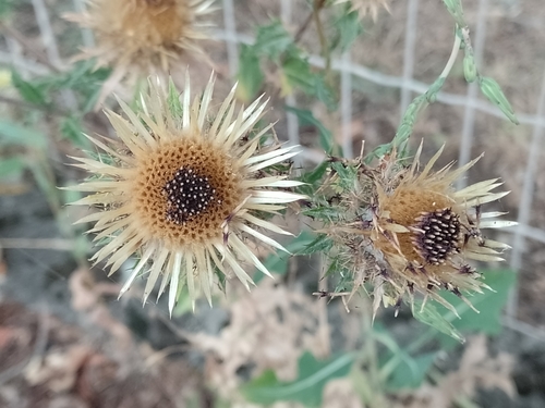 Carlina vulgaris ssp. vulgaris